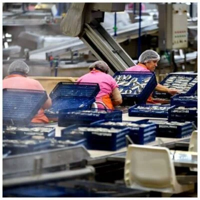 Découpe du poisson - La Rose - Conserves de sardines du Portugal