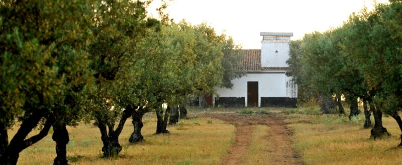 Oliveraie Herdade do Mouchao - Huile d'olive du Portugal