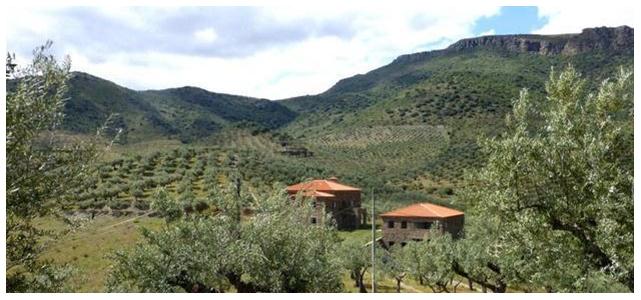 Quinta - Dulfar - Huile d'olive Bio du Portugal - Le Comptoir du Portugal