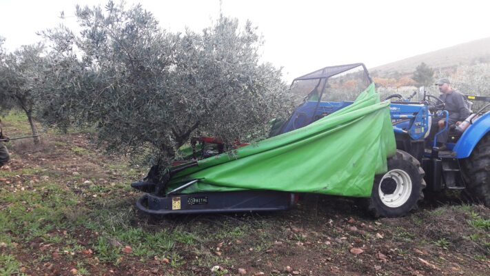 Ramassage des olives - Dulfar - Huile d'olive Bio du Portugal - Le Comptoirdu Portugal