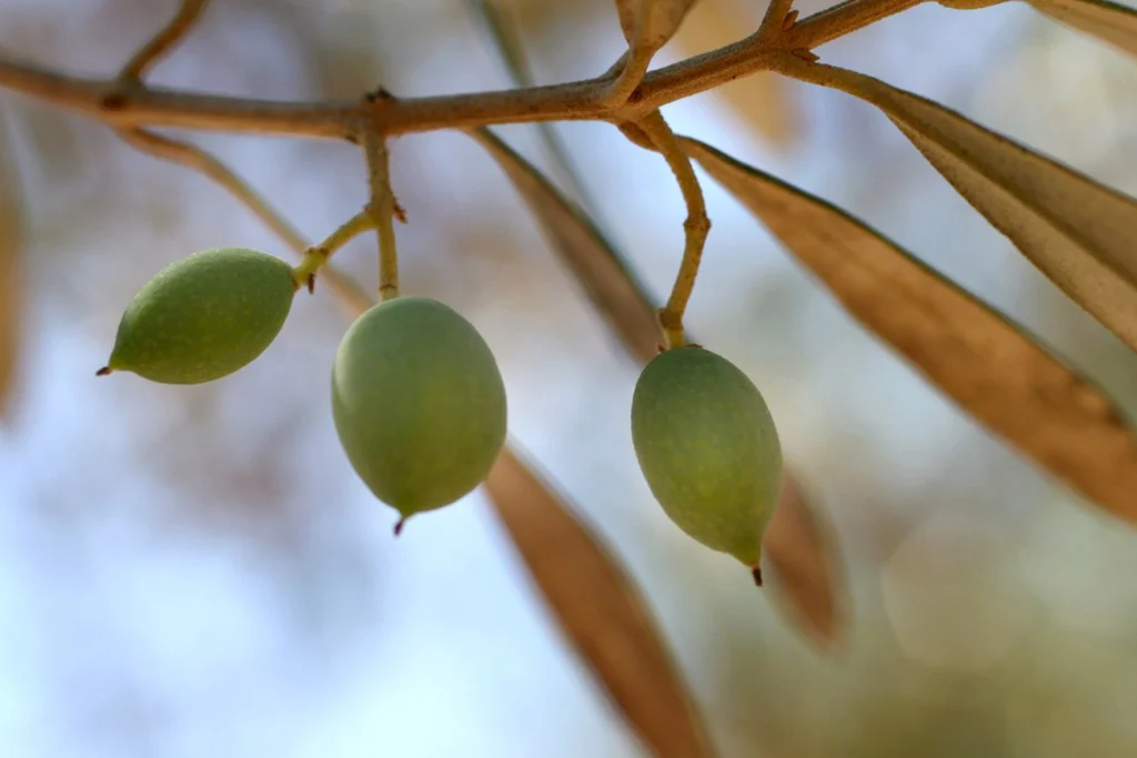 Le Comptoir du Portugal