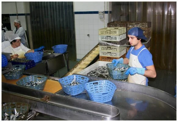 Arrivage des sardines dans l'atelier - Conserveira do Sul