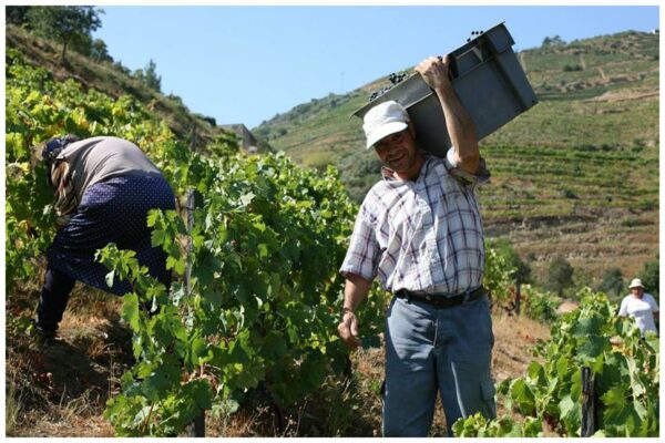 Vendanges manuelles chez Niepoort -- Vins du Douro