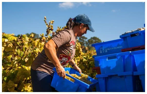 Vendanges au Paço da Palmeira - Vinho verde du Portugal
