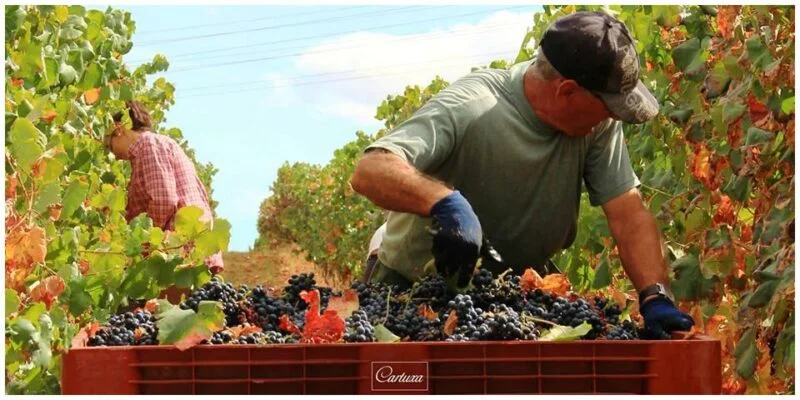 Vendanges chez Cartuxa - Pera Manca - Vins de l'Alentejo