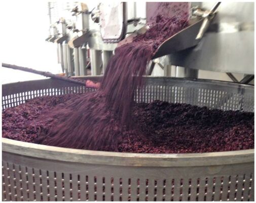 Mout sortis de fermentation - Luis Duarte - Vins de l'Alentejo