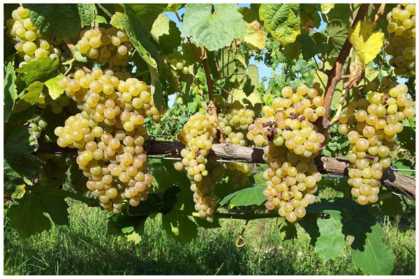 Cépage Alvarinho du Vinho verde