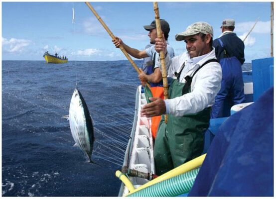 Pêche à la ligne - Corretora - Conserves de thon des Açores
