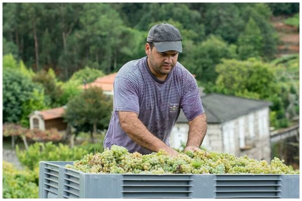 Vendanges dans le Minho pour le Vinho verde