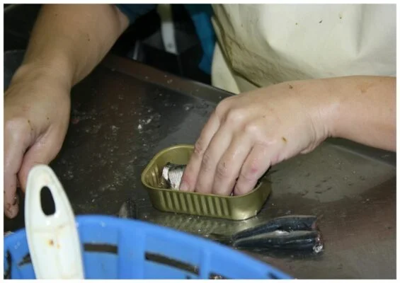 Mise en boite des sardines - Conserveria do Sul