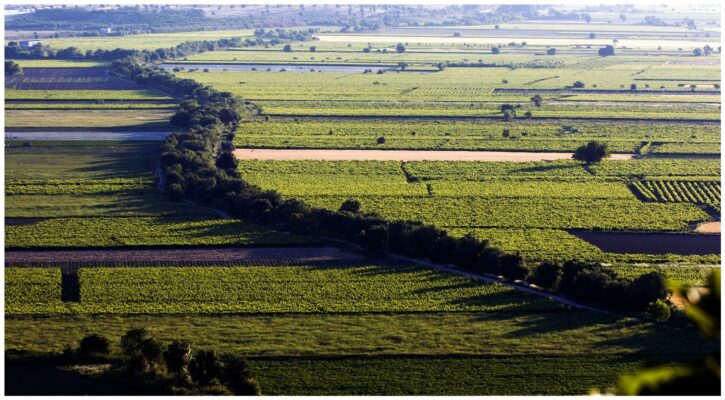 Plaine alluvionnaire - Vins du Tejo