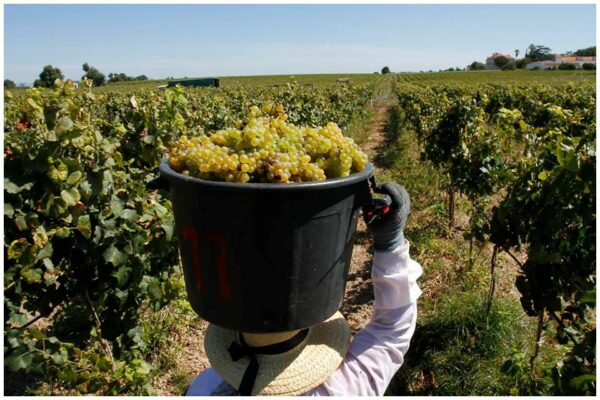 Vendange des blancs - Vins du Tejo