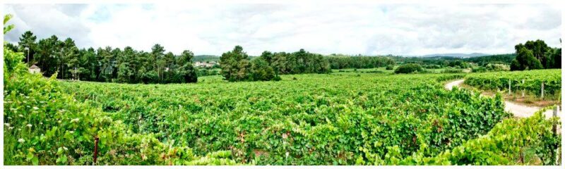 Vignes du Palacio da Brejoeira - Vinho verde