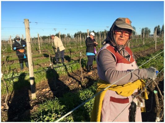 Taille hivernale - Cortes de Cima - Vins de l'Alentejo