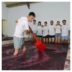 Vendanges à la Quinta da Poeira - Vins du Douro