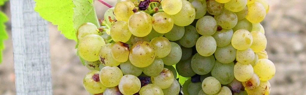 Le Comptoir du Portugal