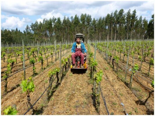Travaux des vignes chez Luis Pato - Vin régional des Beiras