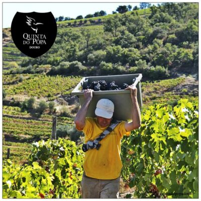 Vendanges manuelles à la Quinta do Pôpa - Vins du Douro