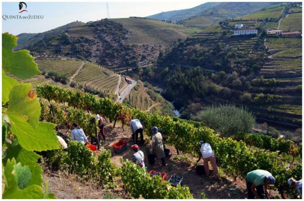 Vendanges manuelles de la Quinta do Judeu - Vins du Douro