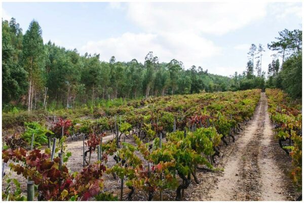 Vieilles vignes de chez Luis Pato - Vin régional des Beiras