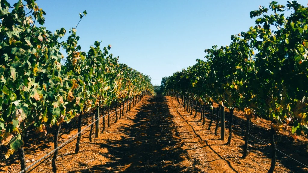 Le Comptoir du Portugal