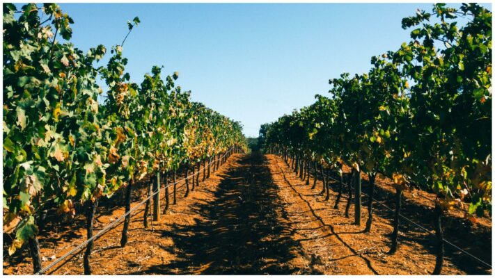 Vignes - Quinta do Outeiro - Paxa Wines - Vins de l'Algarve