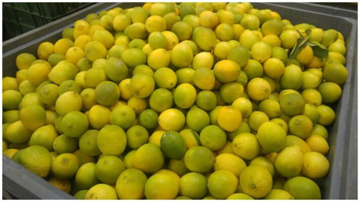 Citrons - Risca Grande - Huile d'olive Bio du Portugal