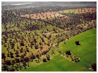 Propréité - Risca Grande - Huile d'olive Bio du Portugal