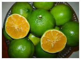 Citron Tangur - Azor Concha