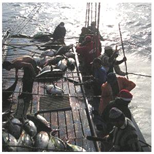 Pêche à la canne - Azor Concha - Conserves de thon des Açores