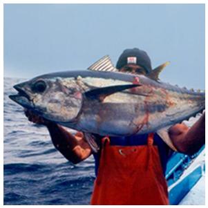 Pêche au thon aux Açores