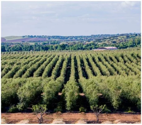 Oliveraie - Olivais do Sul - Huile d'olive de l'Alentejo - Portugal