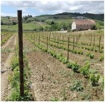 Quinta - Tiago Teles - Vins naturels bio du Portugal