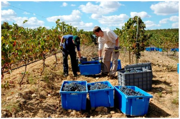 Caissettes des vendanges - Monte de Penha - Vins de l'Alentejo Portugal