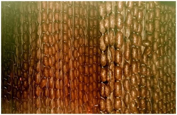 Fumaison des petites saucisses - Casa da Avoa - produits de Galice Espagne