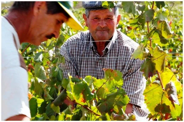 Personnel des vendanges - Monte de Penha - Vins de l'Alentejo Portugal