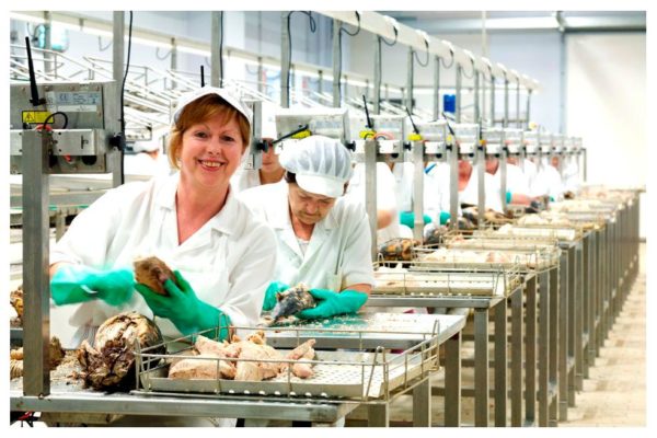 Travail du thon - Zallo - Conserves du Pays basque Espagne