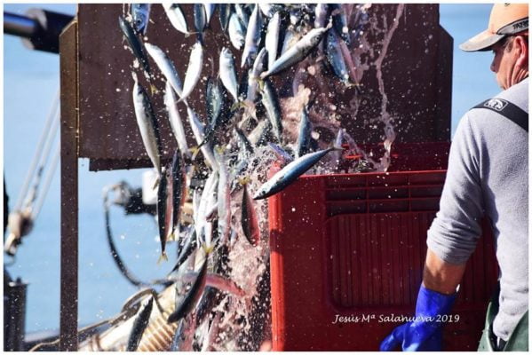 Débarquement des anchois frais au port - Conserves Ana Maria - Conserves de la mer de Cantabrie Espagne