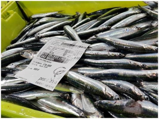 Anchois frais - Conserves Ana Maria - Conserves de la mer de Cantabrie Espagne