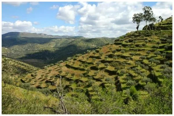 Oliveraie du nord du Portugal