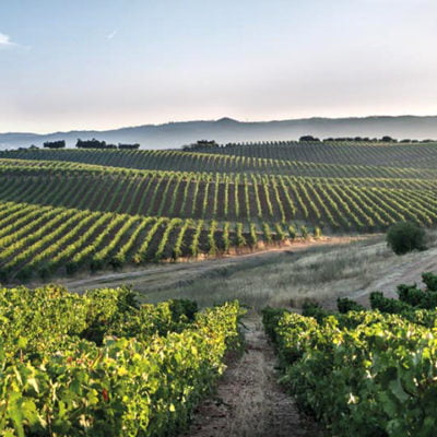 Vins de l'Alentejo - Vignes