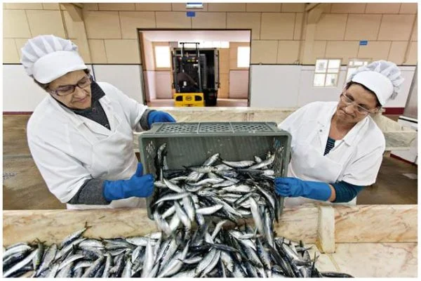 Sardines fraîches - Pinhais - Conserves de sardines du Portugal