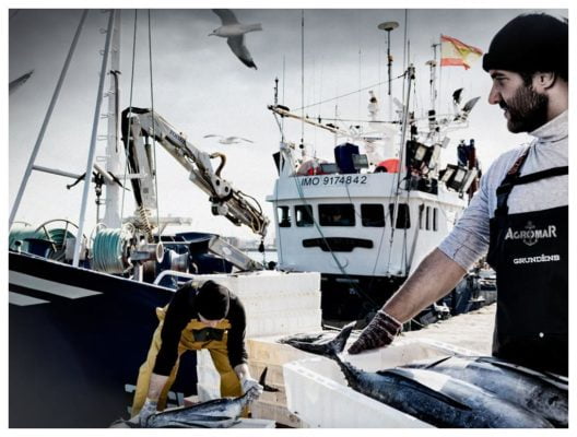 Arrivée du poisson à Gijon - Agromar - Conserves de poissons et crustacés - Asturies Espagne