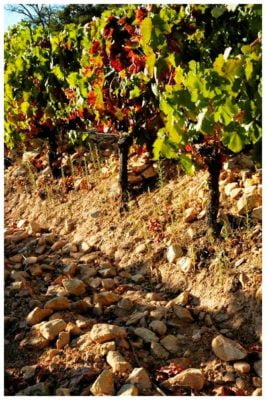 Sols argilo calcaires - Monte de Penha - Vins de l'Alentejo Portugal