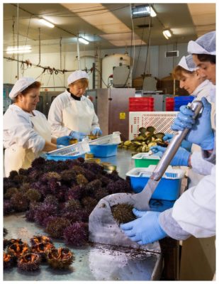 Travail des oursins à la conserverie - Agromar - Conserves de poissons et crustacés - Asturies Espagne