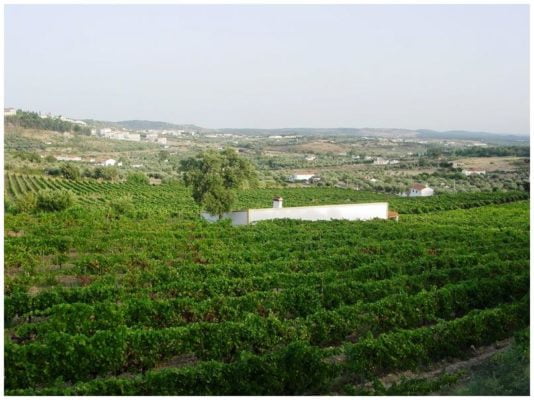 Vignes - Monte de Penha - Vins de l'Alentejo Portugal