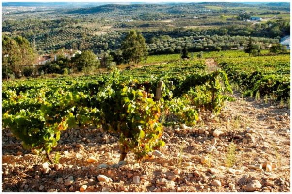Vignes et nature des sols - Monte de Penha - Vins de l'Alentejo Portugal