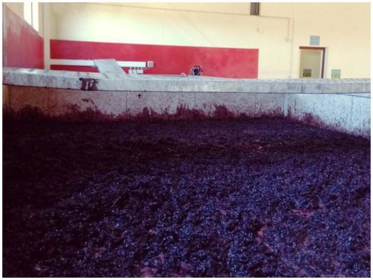 Fermentation des vins rouges - Quinta Villaroco - Vindo du Douro Portugal