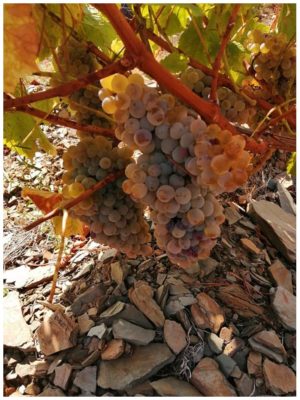 Raisins blancs - Quinta Villaroco - Vins du Douro Portugal
