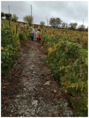 Vendanges en famille - Quinta Villaroco - Vins du Douro Portugal